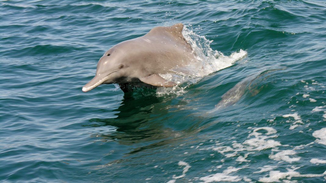 شبكة زايد للمحميات الطبيعية في أبوظبي.. بيئة نموذجية لحماية التنوع البيولوجي واستدامة التراث الطبيعي