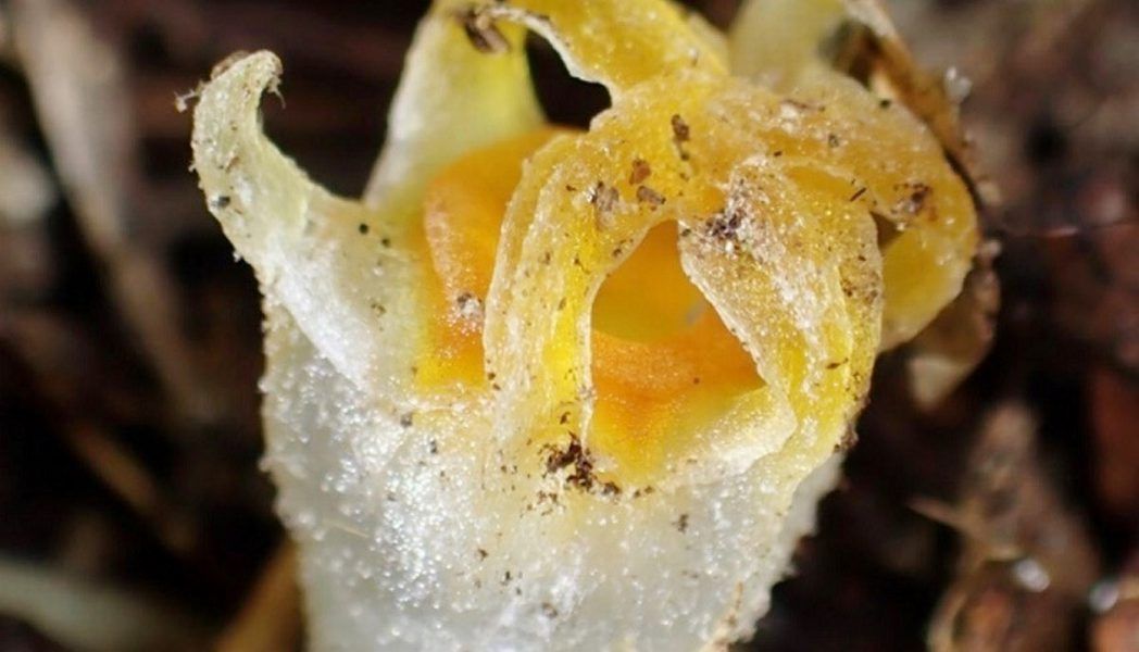 نبتة الفانوس المنقرضة تظهر من جديد