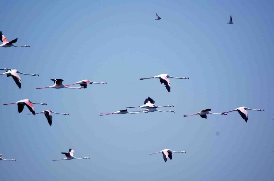 شبكة زايد للمحميات الطبيعية في أبوظبي.. بيئة نموذجية لحماية التنوع البيولوجي واستدامة التراث الطبيعي