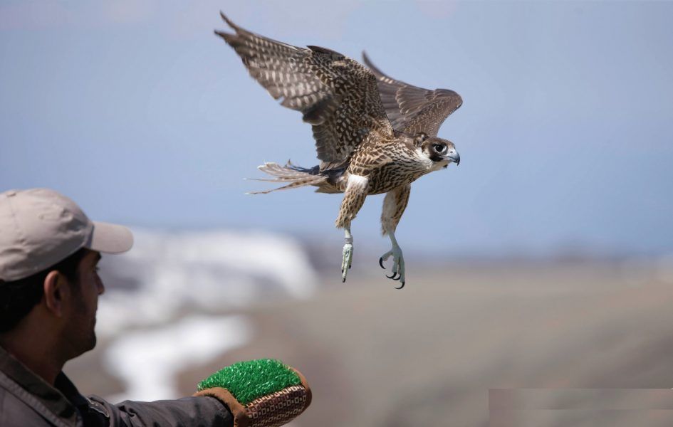 أبوظبي للصيد والفروسية .. منصّة عالمية لتلبية احتياجات الصقارين من الصقور