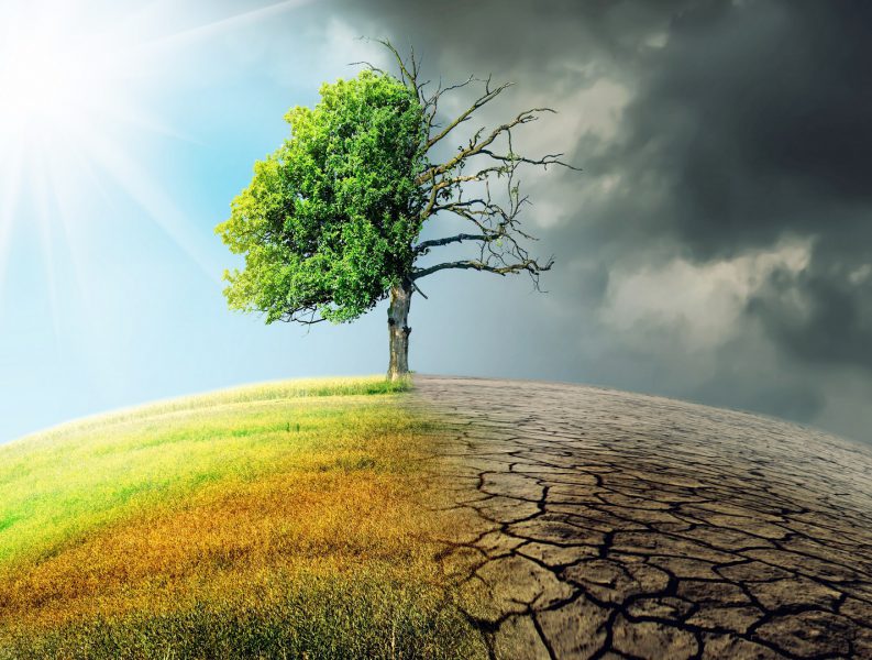 استراتيجيات وخطط الاستدامة مسرعات إماراتية للحياد المناخي في 2050