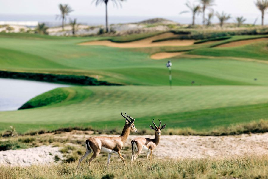 “الفنادق المستدامة” في الإمارات .. خدمات فاخرة وحماية لموارد الطبيعة