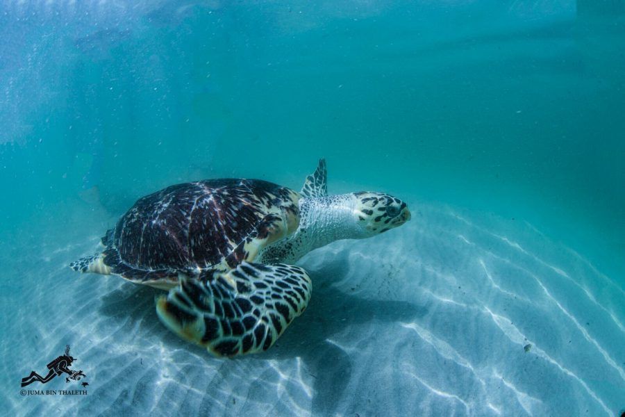 حماية التنوع البيولوجي في الإمارات.. مساهمات بارزة لمواجهة التغير المناخي وبناء مستقبل مستدام