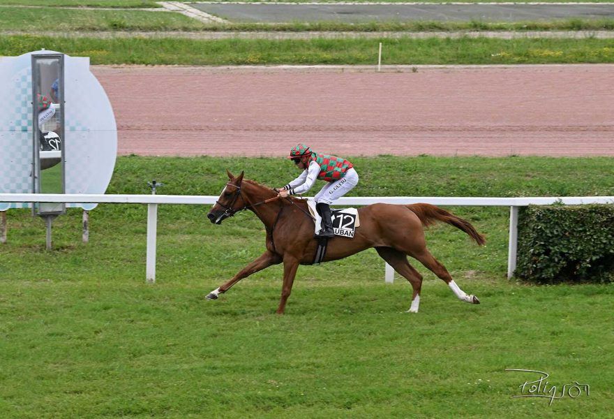 المهرة “وهيبة” تتوّج بكأس الوثبة للخيول العربية الأصيلة في فرنسا