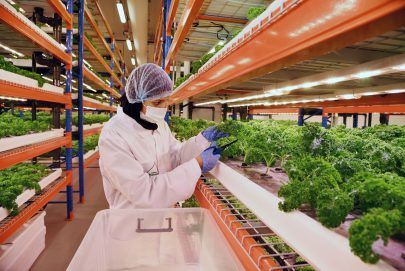 الزراعة الذكية مناخياً في الإمارات.. حلول مبتكرة لتحقيق الأمن الغذائي وحماية البيئة