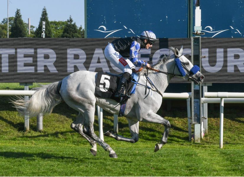غداً .. 8 خيول تشارك في كأس “الوثبة ستاليونز ” ببريطانيا
