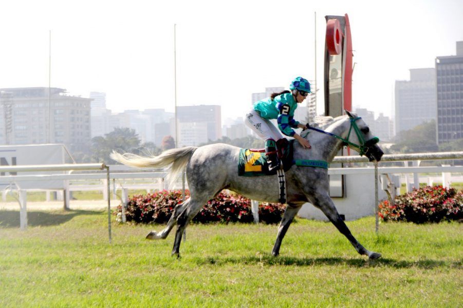 “المارد” و”نورمانديا” يتوجان بكأس الوثبة للخيول العربية في البرازيل