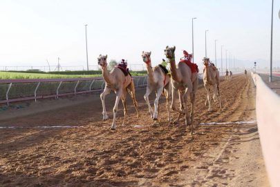 منافسات جديدة لسباق سن الفطامين بميدان الذيد
