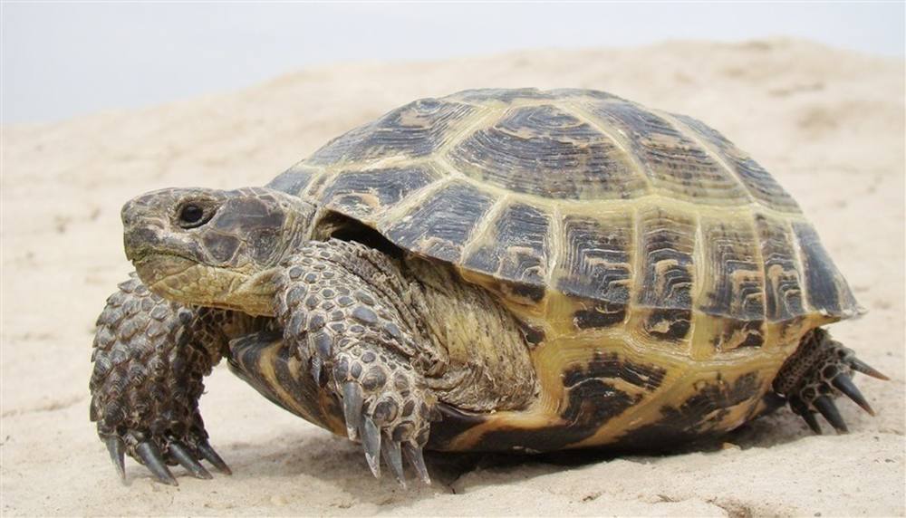 أردنية تعيش مع السلاحف 20 عاماً