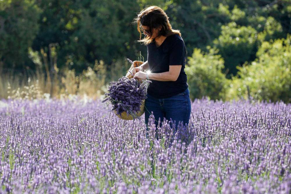 حقول الخزامى الفرنسية مناسبة لصور الذكريات