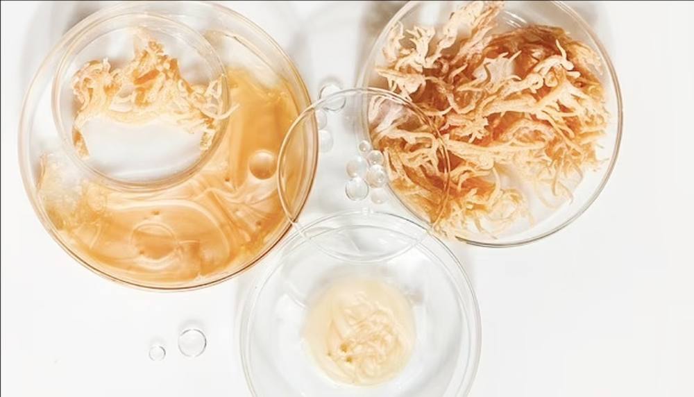 طحلب البحر يحتوي على معظم المعادن يحتاجها جسم الإنسان