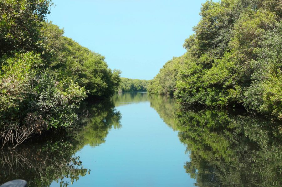 حماية البيئة البحرية والساحلية في الإمارات.. استراتيجية فعالة تعزز التنوع البيولوجي واستدامة الموارد