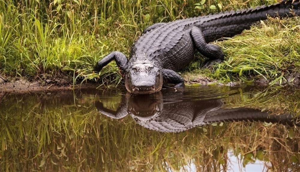 العثور على بقايا بشرية داخل فك تمساح بجانب الطريق