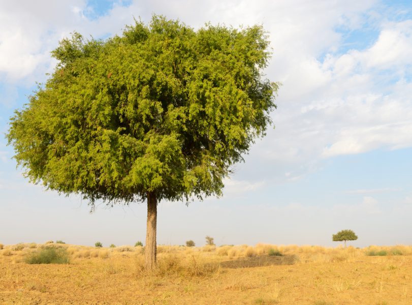 أشجار الغاف في الإمارات.. كنوز بيئية تعزز الرقعة الخضراء وتكافح التغير المناخي