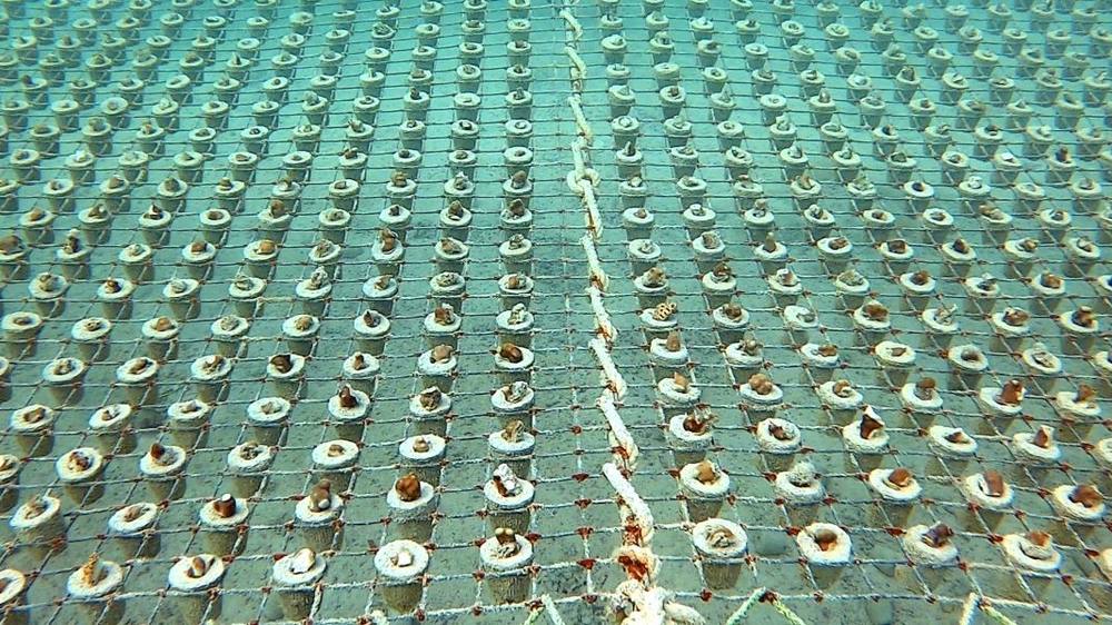 الحفاظ على الشعاب المرجانية في الإمارات.. برامج ومبادرات رائدة ترسخ استدامة الحياة البحرية