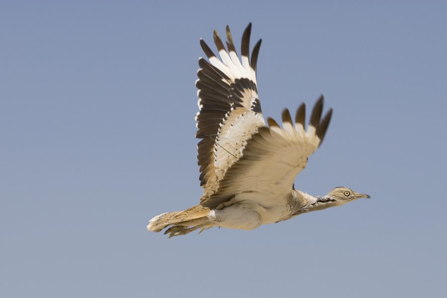 مبادرات الإمارات للحفاظ على الحبارى.. بصمة عالمية تحفظ التنوع البيولوجي وتساهم في استدامة الحياة البرية