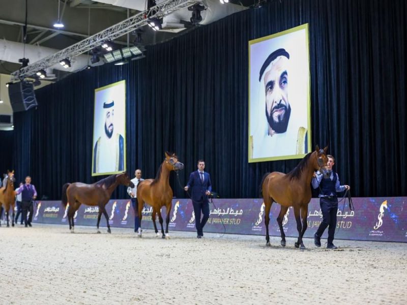 “ثنائية ذهبية” لخيول الجواهر والنعيمي في بطولة “المرابط الخاصة