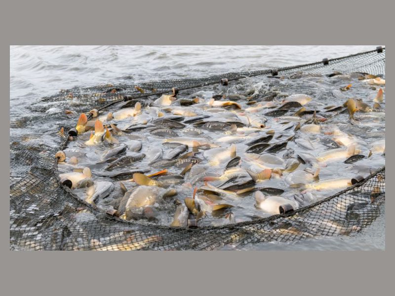 قطاع الاستزراع السمكي في الإمارات.. ركيزة أساسية تعزز استدامة منظومة الأمن الغذائي