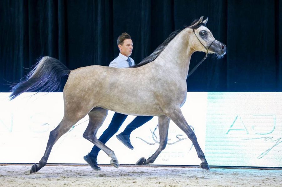 “خيول الأريام” تحرز ” ثنائية” في افتتاح بطولة العرب لمربي الخيل
