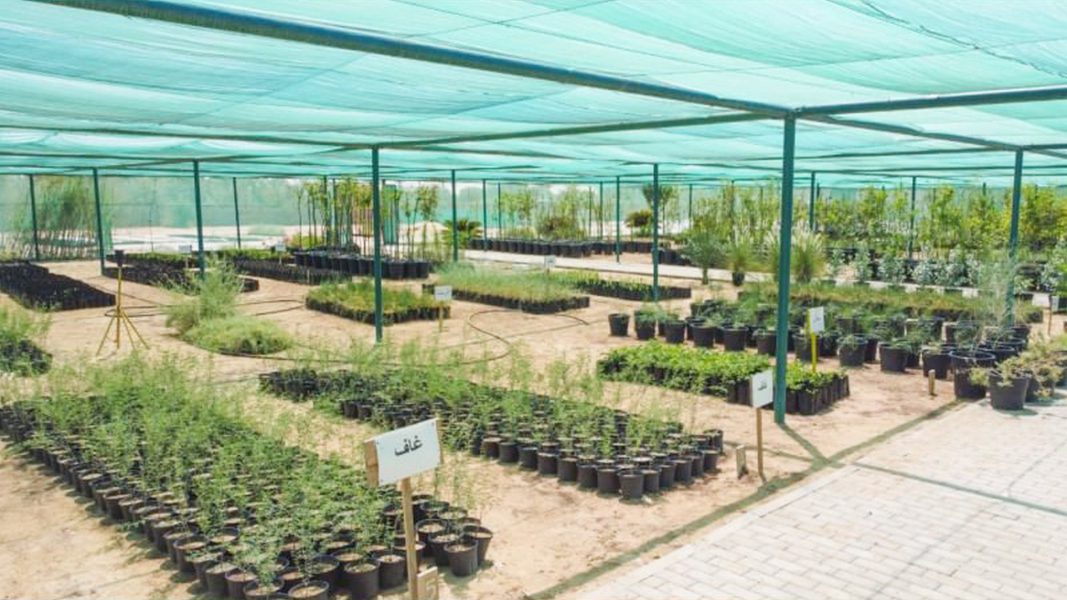 النباتات المحلية في الإمارات .. كنوز طبيعية تعزز الاستدامة البيئية