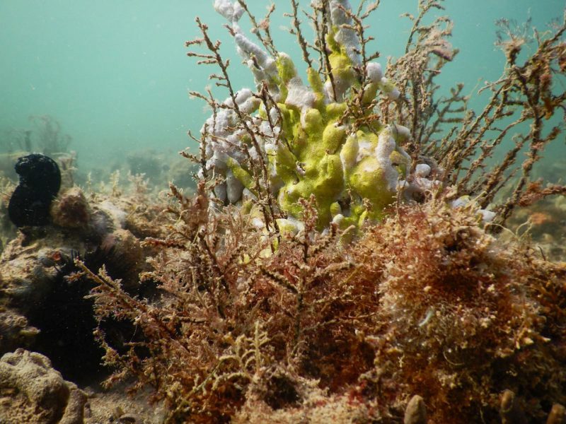 الصيد المستدام في الإمارات.. خطوات متقدمة في المحافظة على البيئة البحرية وتعزيز الثروة السمكية