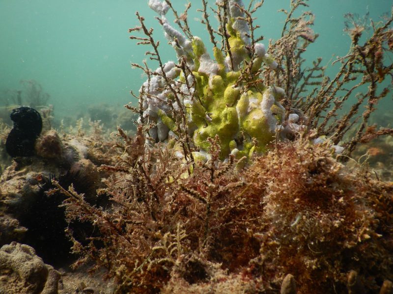 الصيد المستدام في الإمارات.. خطوات متقدمة في المحافظة على البيئة البحرية وتعزيز الثروة السمكية