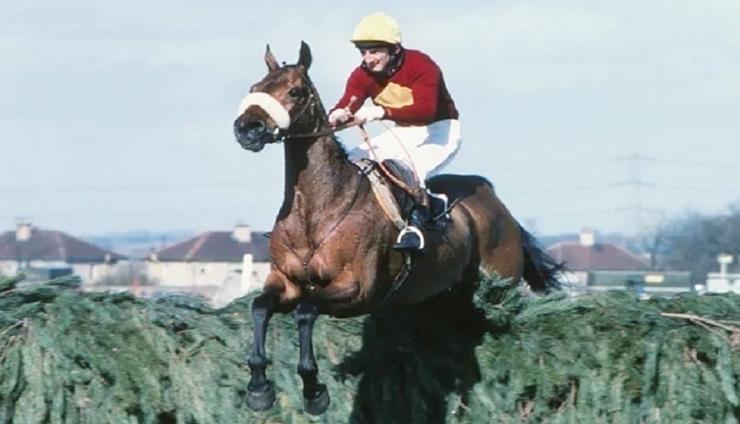 شعر خيول سباق للبيع بـ 60 ألف دولار