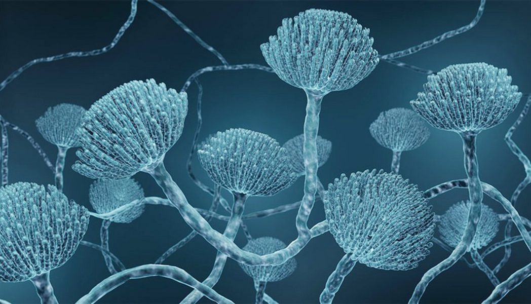 زيادة عالمية في الفطريات المقاومة للأدوية