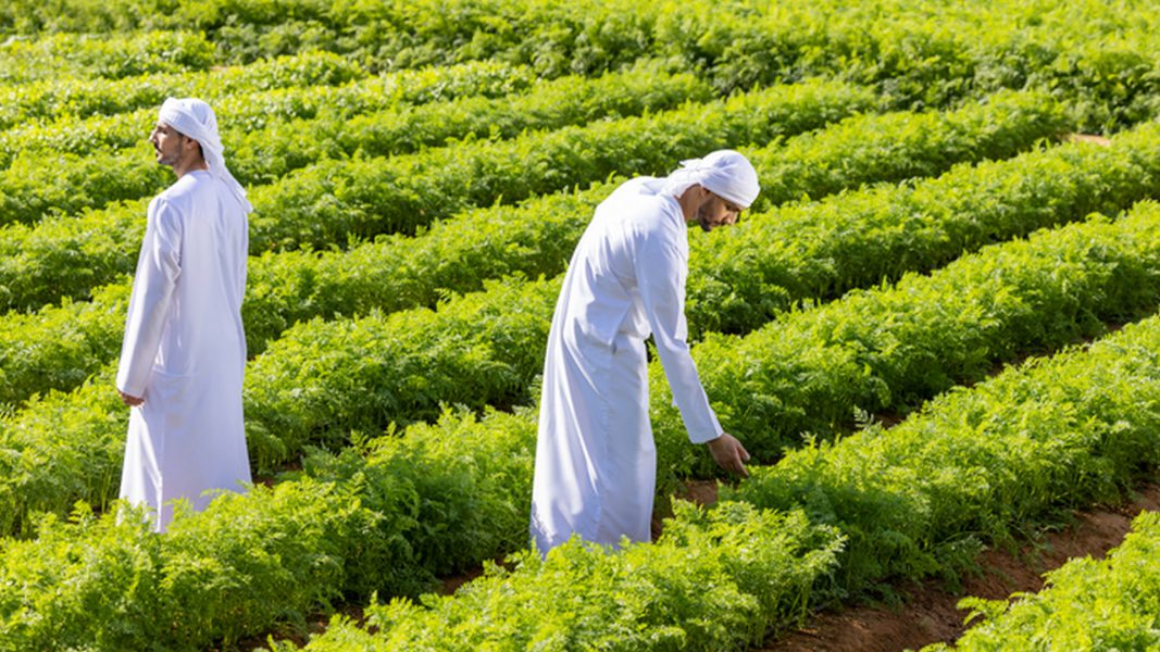 هيئة أبوظبي للزراعة والسلامة الغذائية تحدد الأنشطة النباتية والحيوانية اللازمة لممارسة الأنشطة الاقتصادية في المزارع