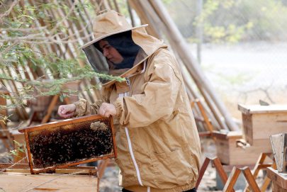 دراسة لـ “الفجيرة للبحوث”: النحل مؤشر موثوق لاختبار صحة المنظومة البيئية