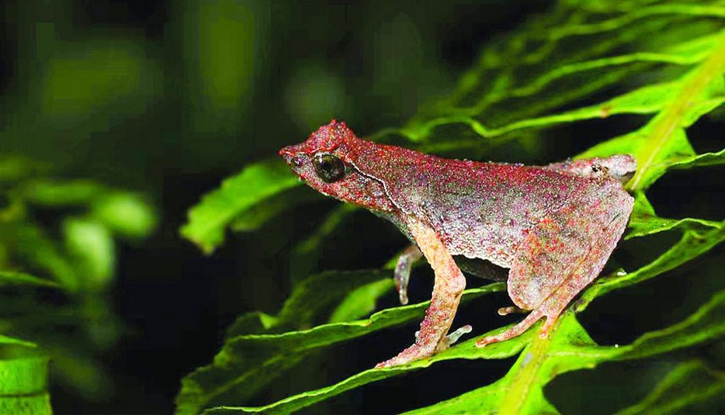 اكتشاف نوع جديد من الضفادع في الصين