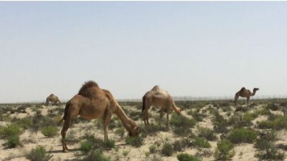 هيئة البيئة – أبوظبي تُعلن بدء موسم الرعي 2024 في الإمارة من 15 مايو حتى 15 أكتوبر