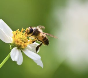 بمناسبة اليوم العالمي للنحل 2024.. هيئة أبوظبي للزراعة والسلامة الغذائية تستعرض جهودها في دعم تطوير سلالة النحل الإماراتية