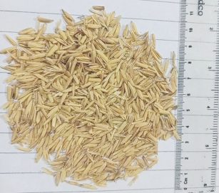 بحث تم إجراؤه في “أمريكية رأس الخيمة” يستكشف جدوى رماد قشر الأرز كبديل جزئي للأسمنت