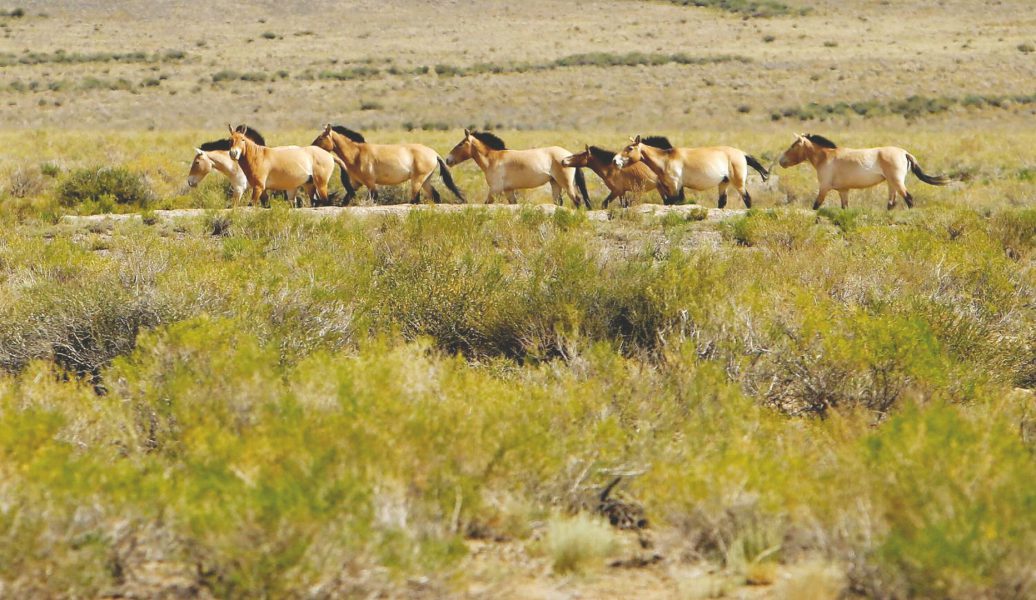 الحصان الأليف يغزو العالم قبل 4200 عام