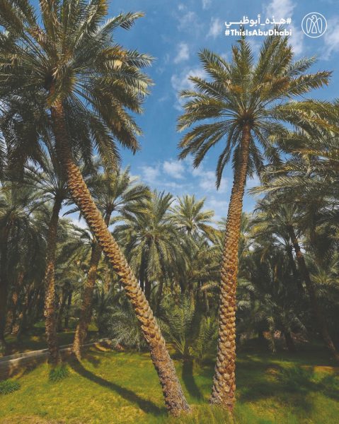 #هذه_أبوظبي.. واحة العين بعدسة أحمد بن عدنان الشامسي