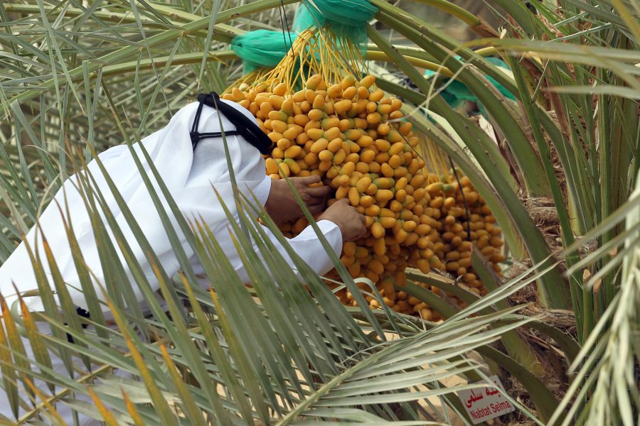 تباشير الرطب.. احتفاء بمواسم الخير في الإمارات