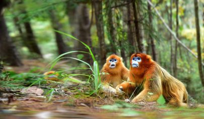 تزايد أعداد القرود الذهبية النادرة في منطقة شننونغجيا الصينية