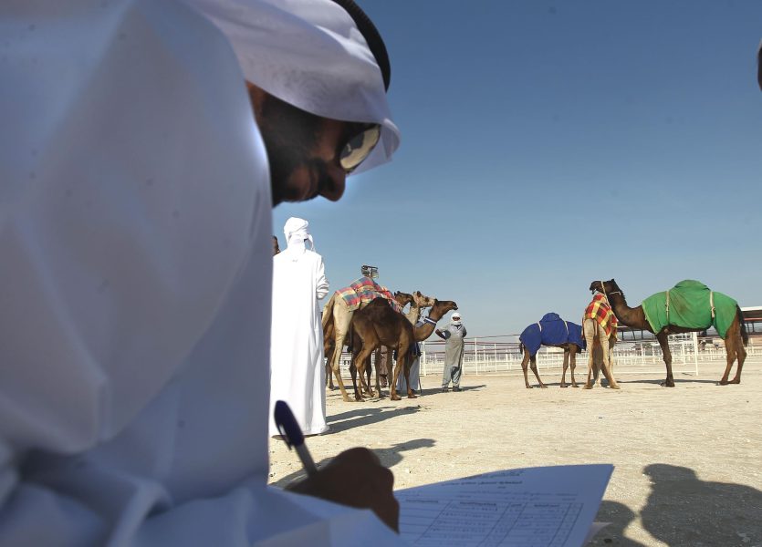 مهرجان الظفرة يبدأ ترصيص الإبل 27 سبتمبر الجاري استعداداً لانطلاق دورته الـ”18″