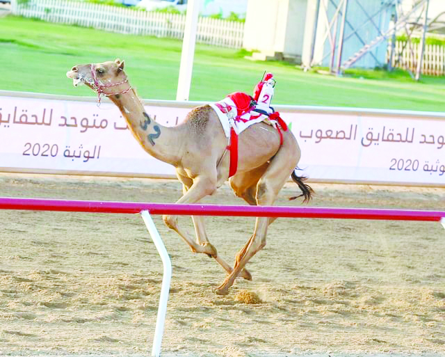  انطلاق منافسات النسخة 11 من مهرجان البيت متوحد لحقايق الهجن اليوم