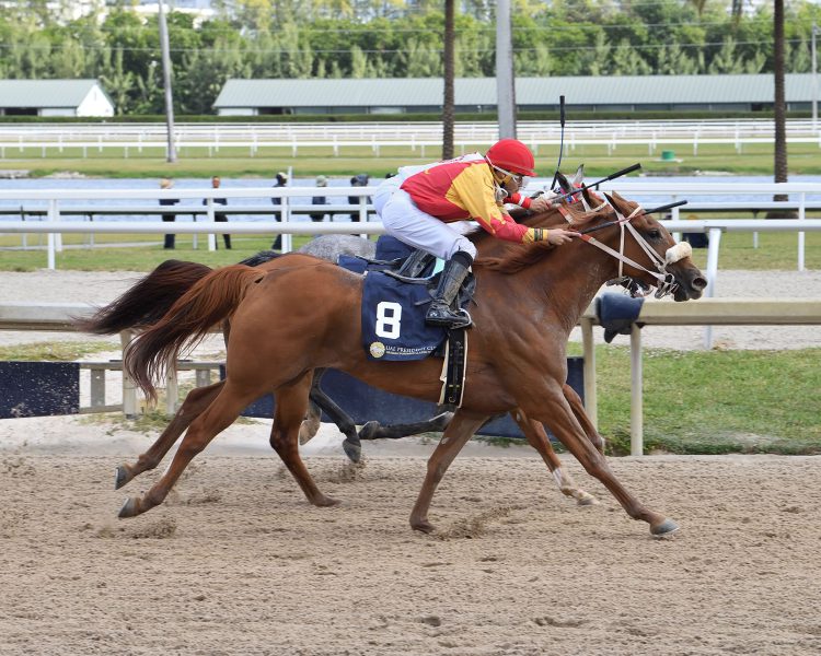 المهرة “آر بي ماليكسيس” تحرز لقب الجولة الأمريكية لكأس رئيس الدولة للخيول العربية
