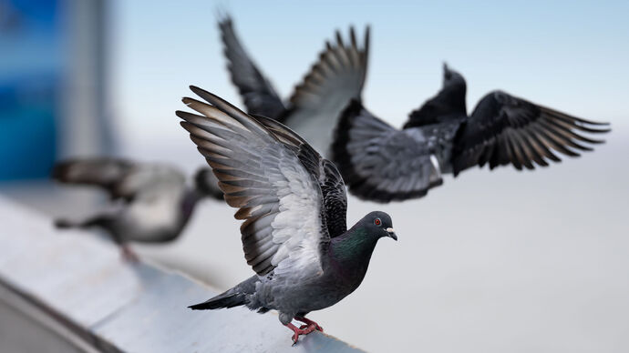 بالتعاون مع هيئة البيئة – أبوظبي.. دائرة البلديات والنقل تصدر دليلاً إرشادياً لإبعاد الطيور الغازية