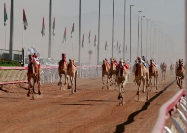 مهرجان محمد بن زايد للهجن ومزاينة الإبل 