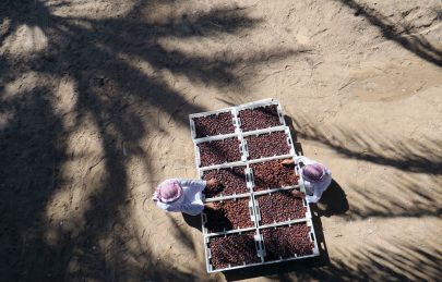 “العين للتمور” يكمل استعداداته لانطلاق دورته الأولى 3 يناير