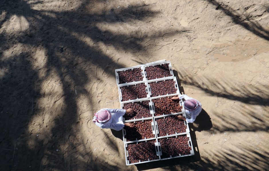 “العين للتمور” يكمل استعداداته لانطلاق دورته الأولى 3 يناير