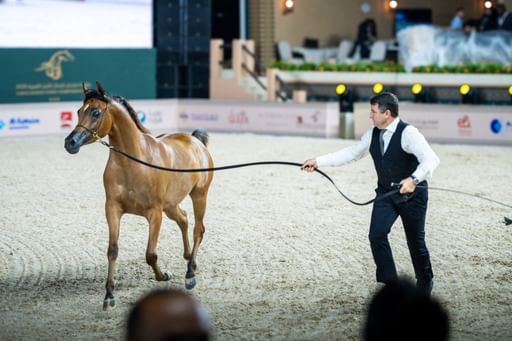 انطلاق بطولة عجمان لجمال الخيل العربية بدورتها الـ 22