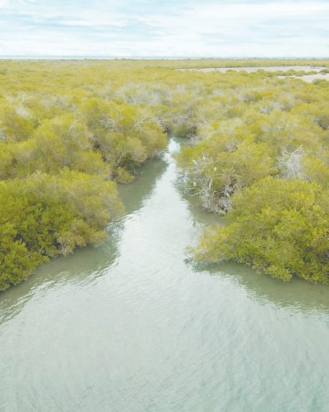 انضمام مركز خور كلباء لأشجار القرم إلى الرابطة العالمية للأراضي الرطبة