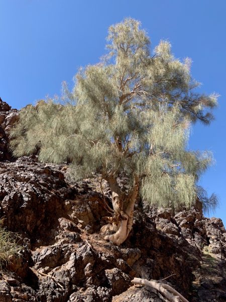 شجرة البان العربي تاريخ يعكس الثقافة الخليحية والعربية… وتفتح أفاق اقتصادية للمجتمع المحلي