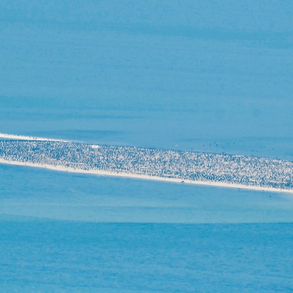 هيئة البيئة – أبوظبي تستكمل مسحاً جوياً يغطي أكثر من 8,000 كم2 من الموائل البحرية