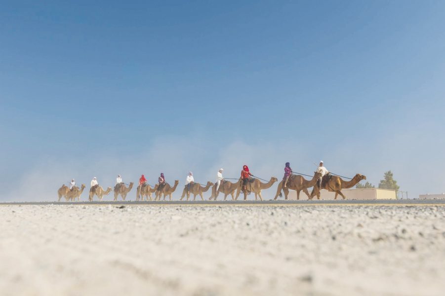 انطلاق النسخة الأطول في تاريخ “رحلة الهجن” من أبوظبي إلى دبي بمشاركة 29 متسابقا من 18 جنسية